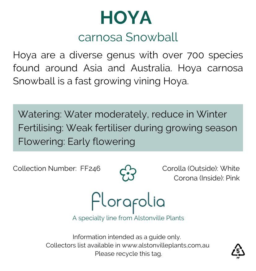 Hoya carnosa Snowball, photo 2