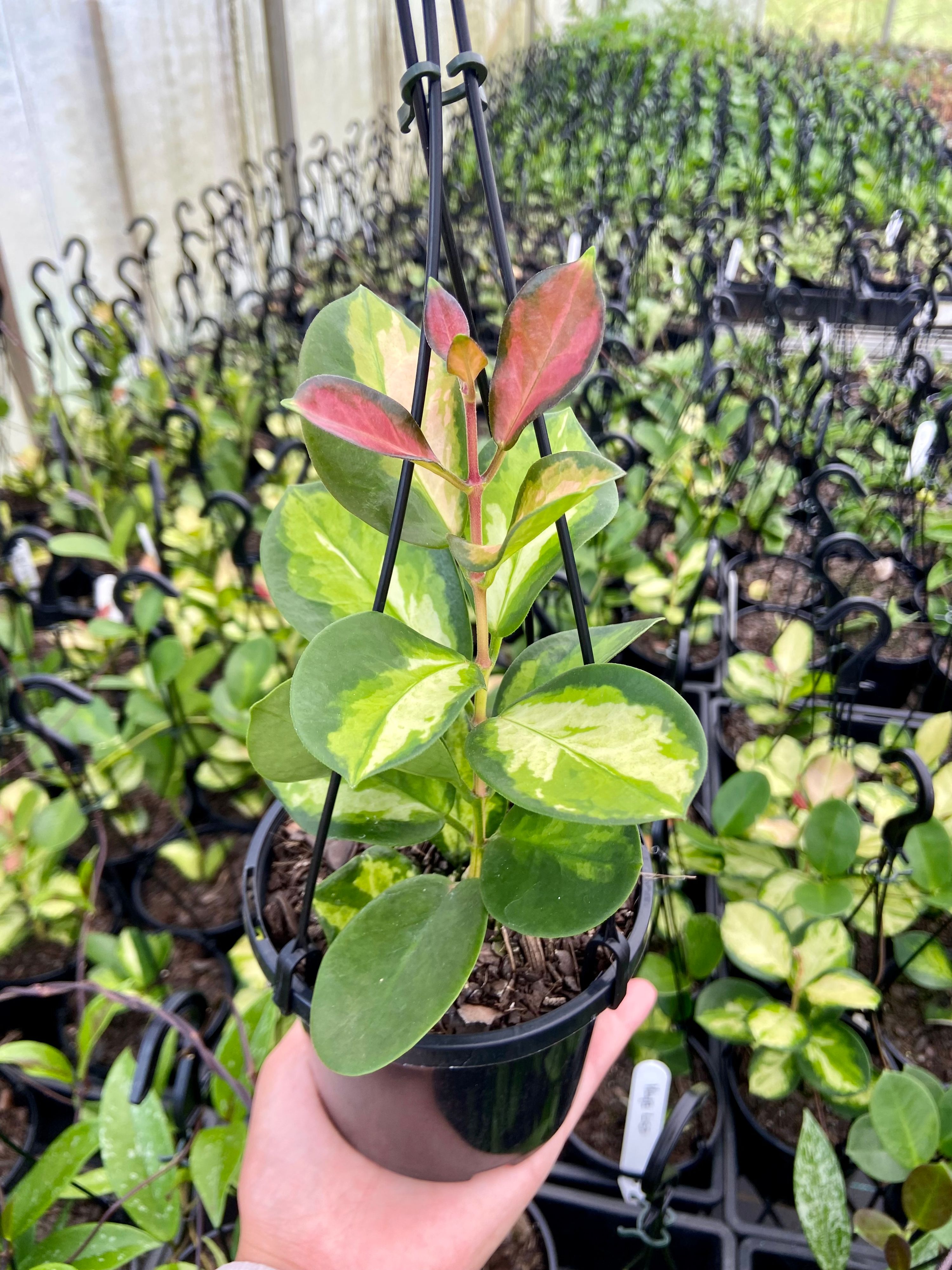 Hoya australis Lisa grown at the nursery