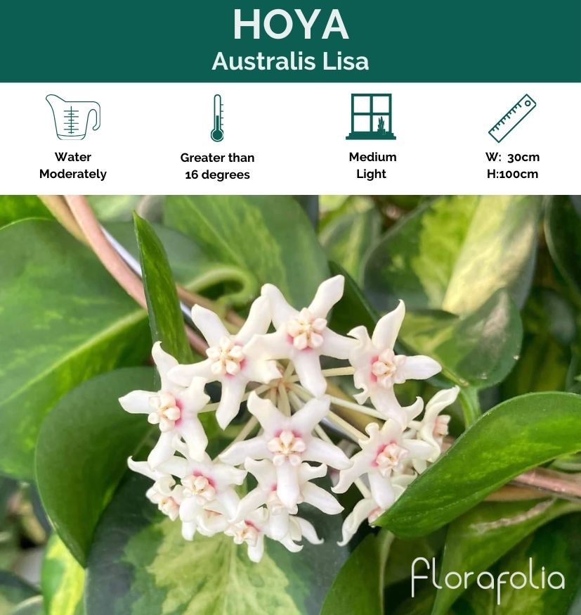 Hoya australis Lisa, photo 2