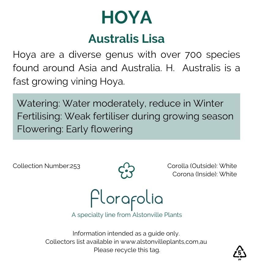 Hoya australis Lisa, photo 3