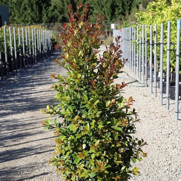 Syzygium australe Backyard Bliss grown at the nursery