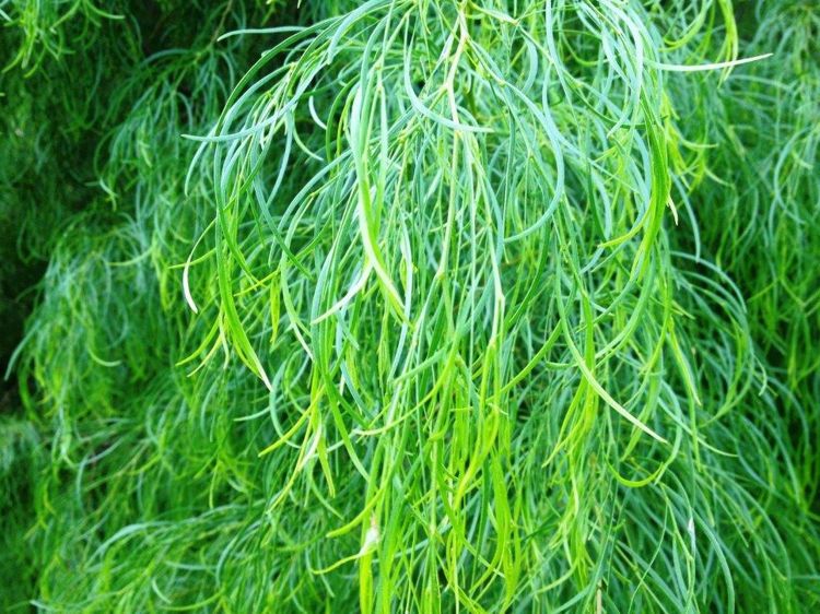 Acacia cognata grown at the nursery