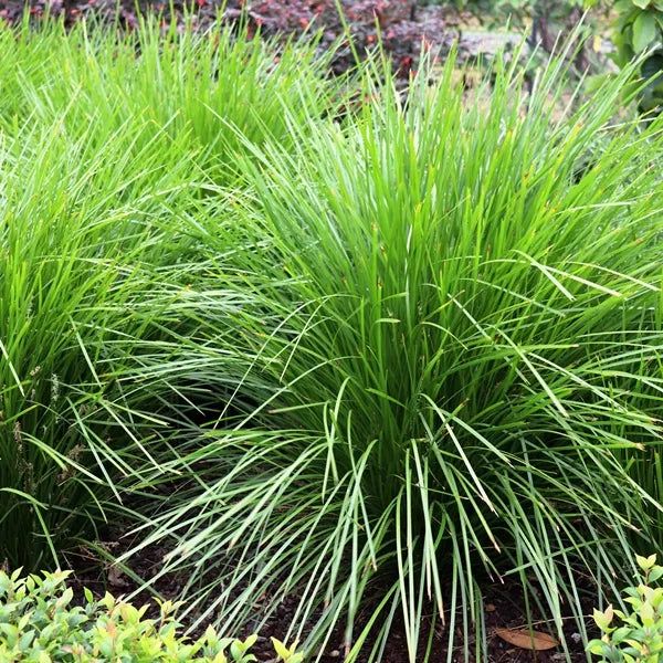 Lomandra longifolia 'Tanika' grown at the nursery