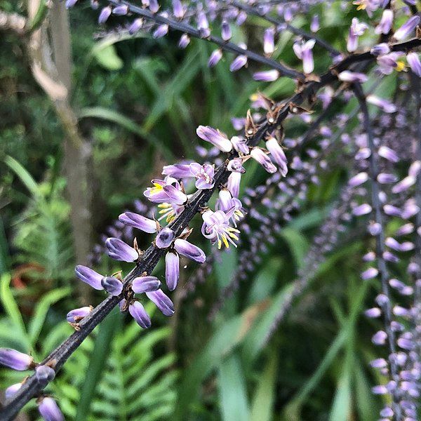 Cordyline stricta grown at the nursery