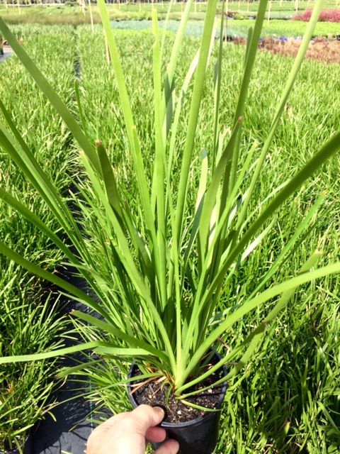 Lomandra longifolia grown at the nursery