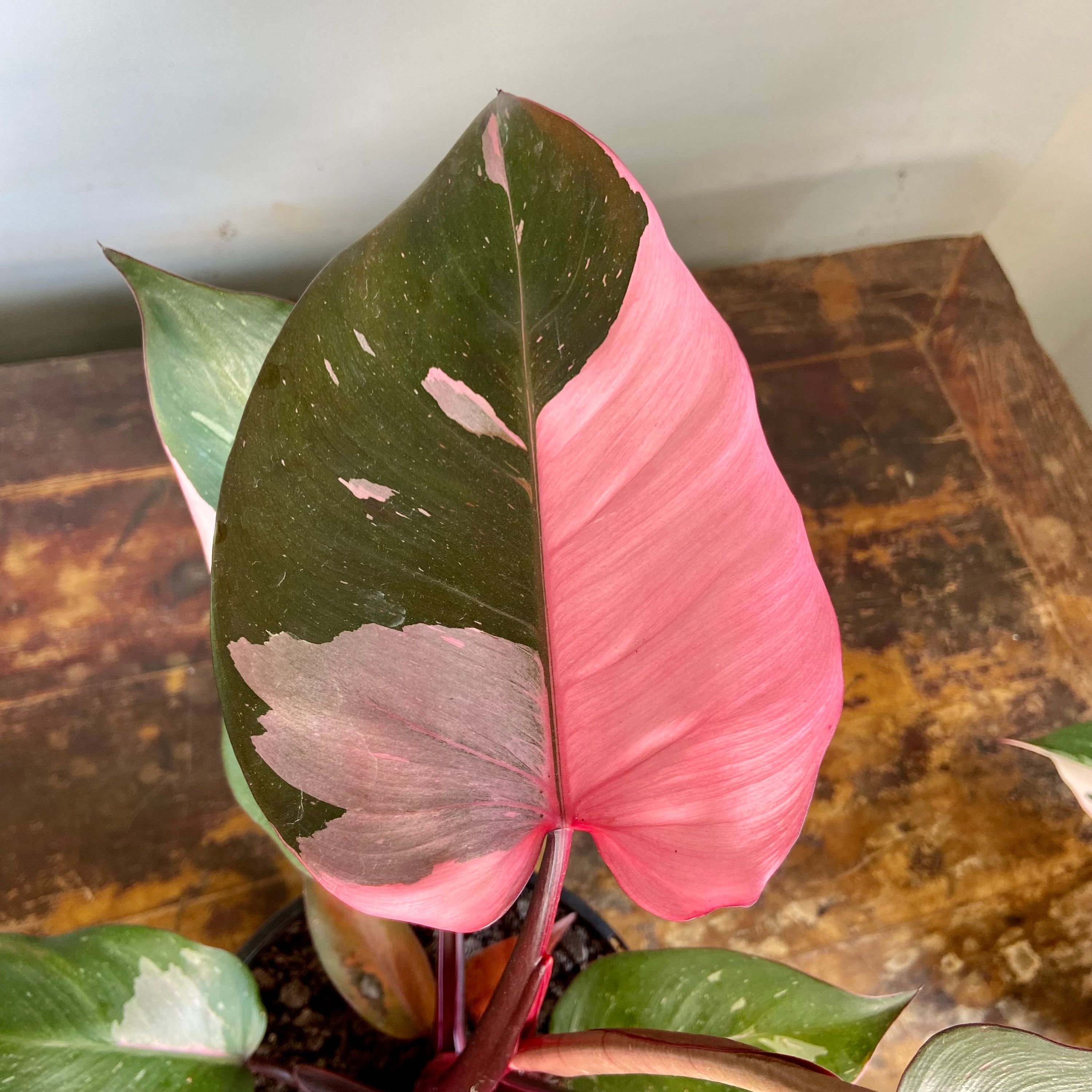 Philodendron Pink Princess grown at the nursery