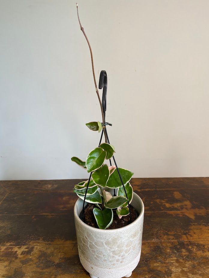 Hoya carnosa Purple Pride, photo 5