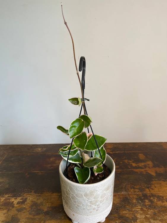 Hoya carnosa Purple Pride, photo 5