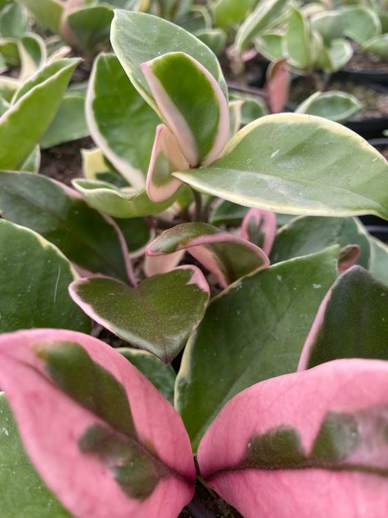 Hoya carnosa Purple Pride, photo 7
