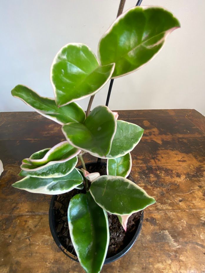 Hoya carnosa Purple Pride, photo 6