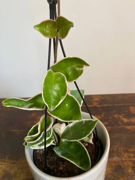 Hoya carnosa Purple Pride, photo 3