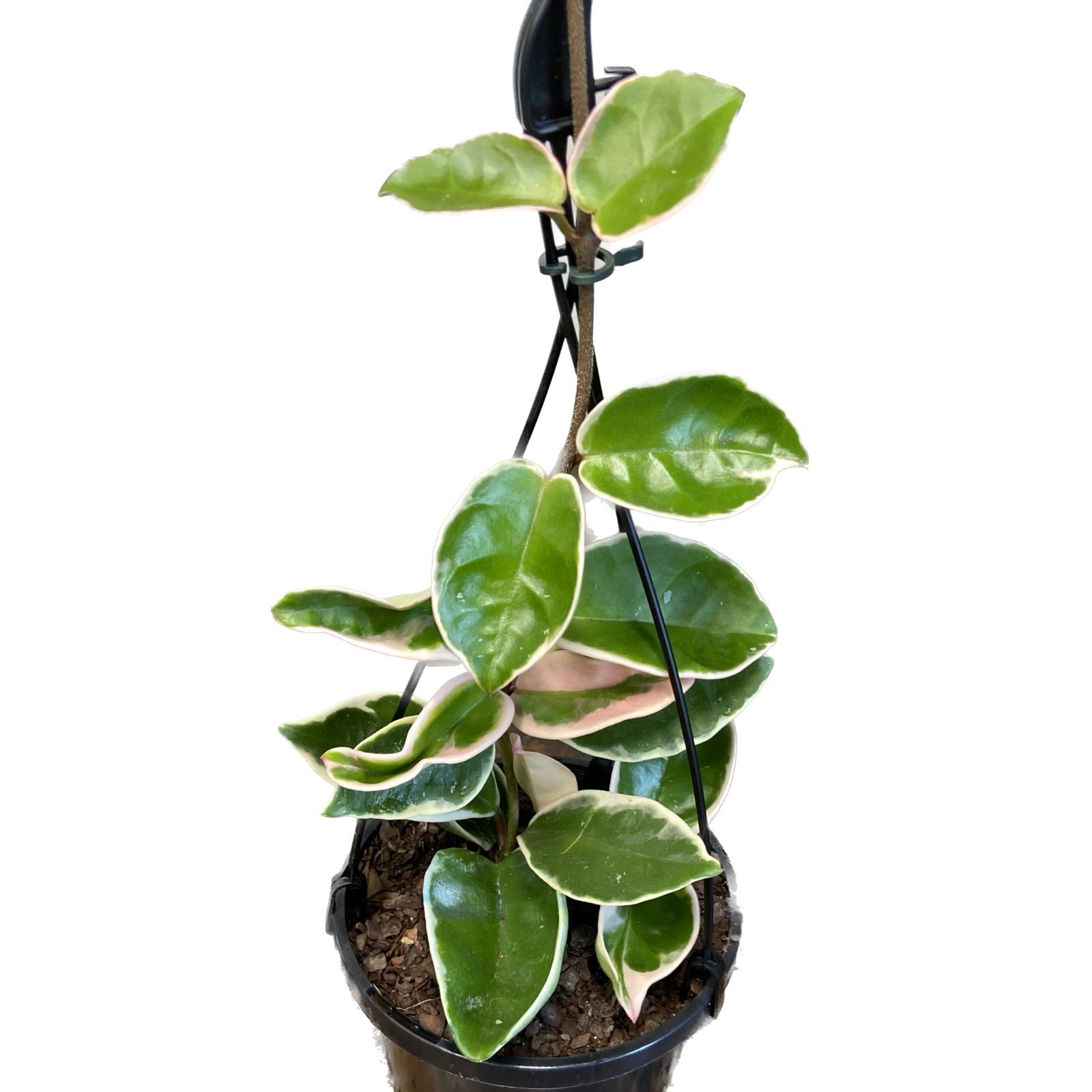 Hoya carnosa Purple Pride, photo 4