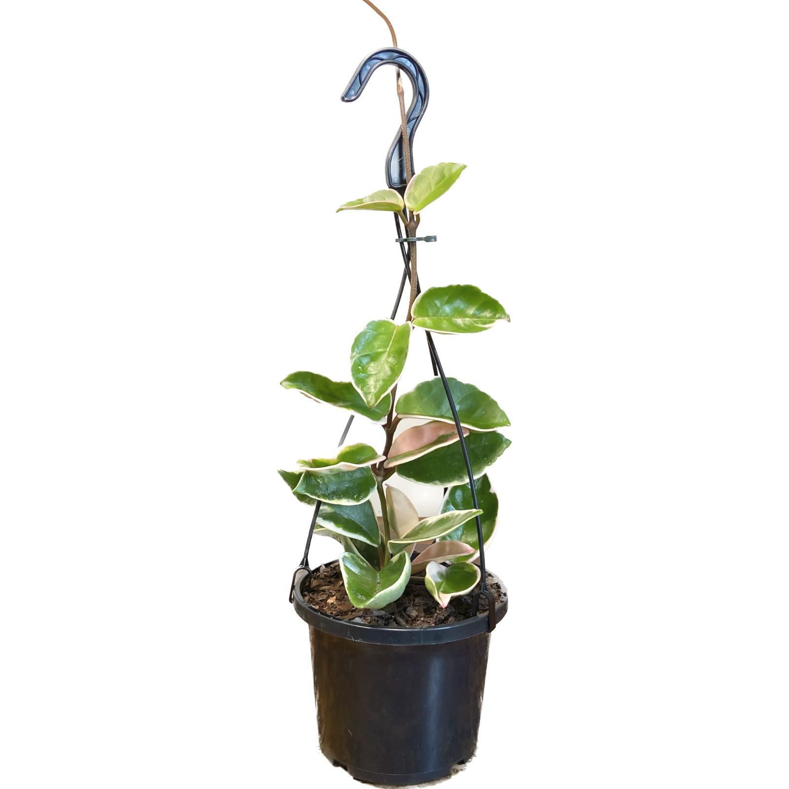 Hoya carnosa Purple Pride, photo 8