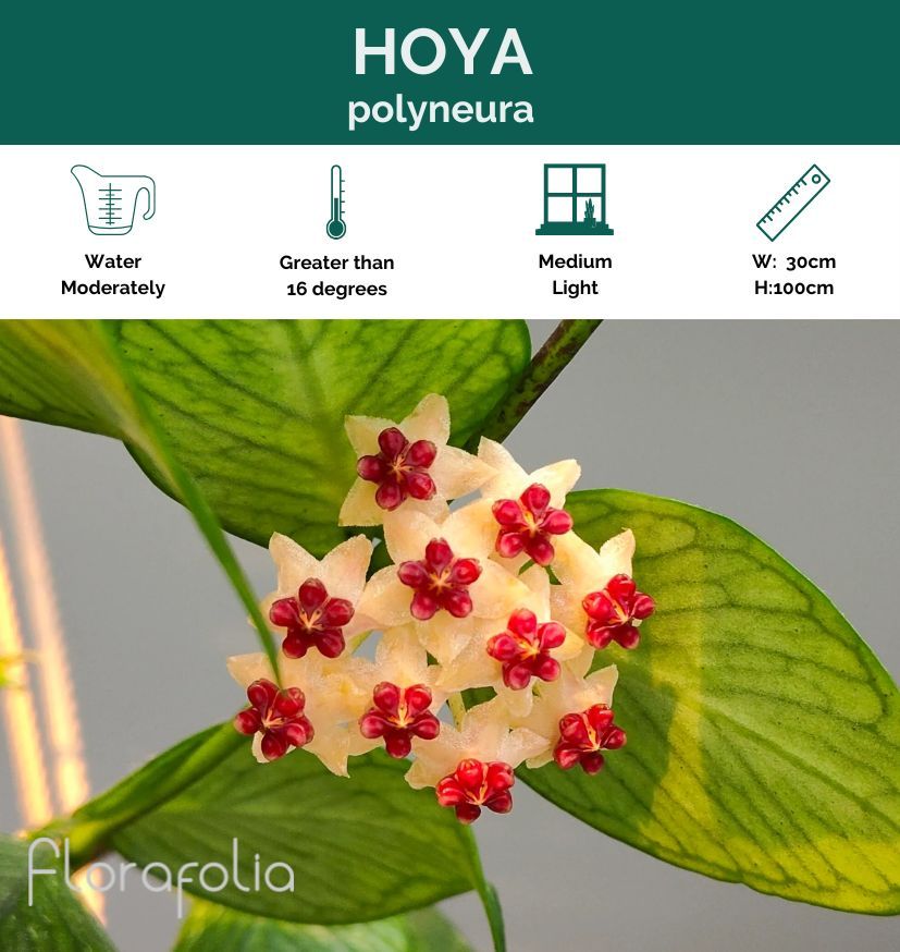 Hoya polyneura grown at the nursery