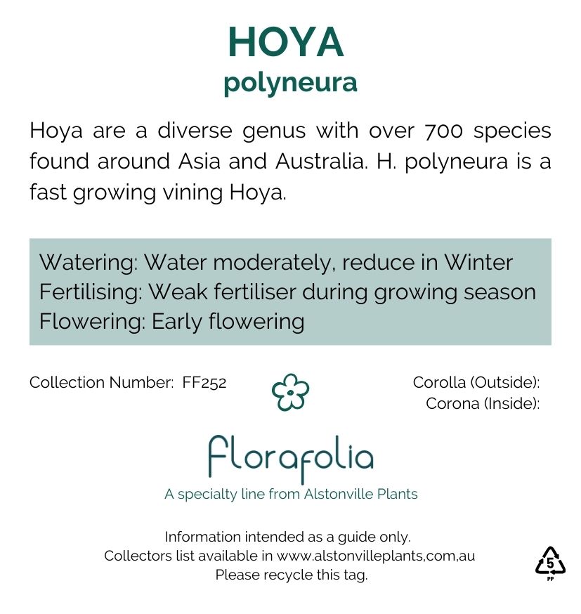 Hoya polyneura, photo 2