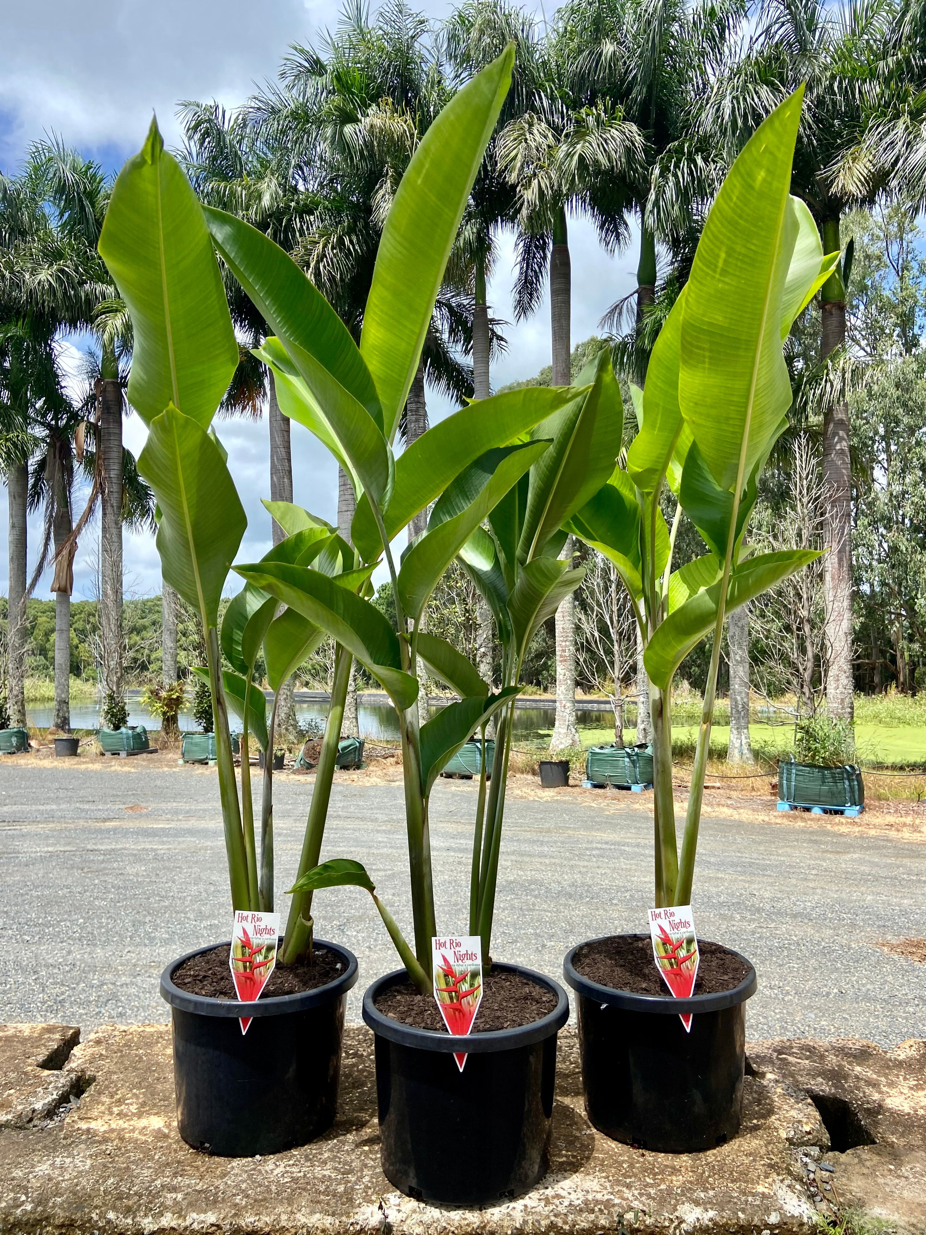 Heliconia Hot Rio Nights grown at the nursery