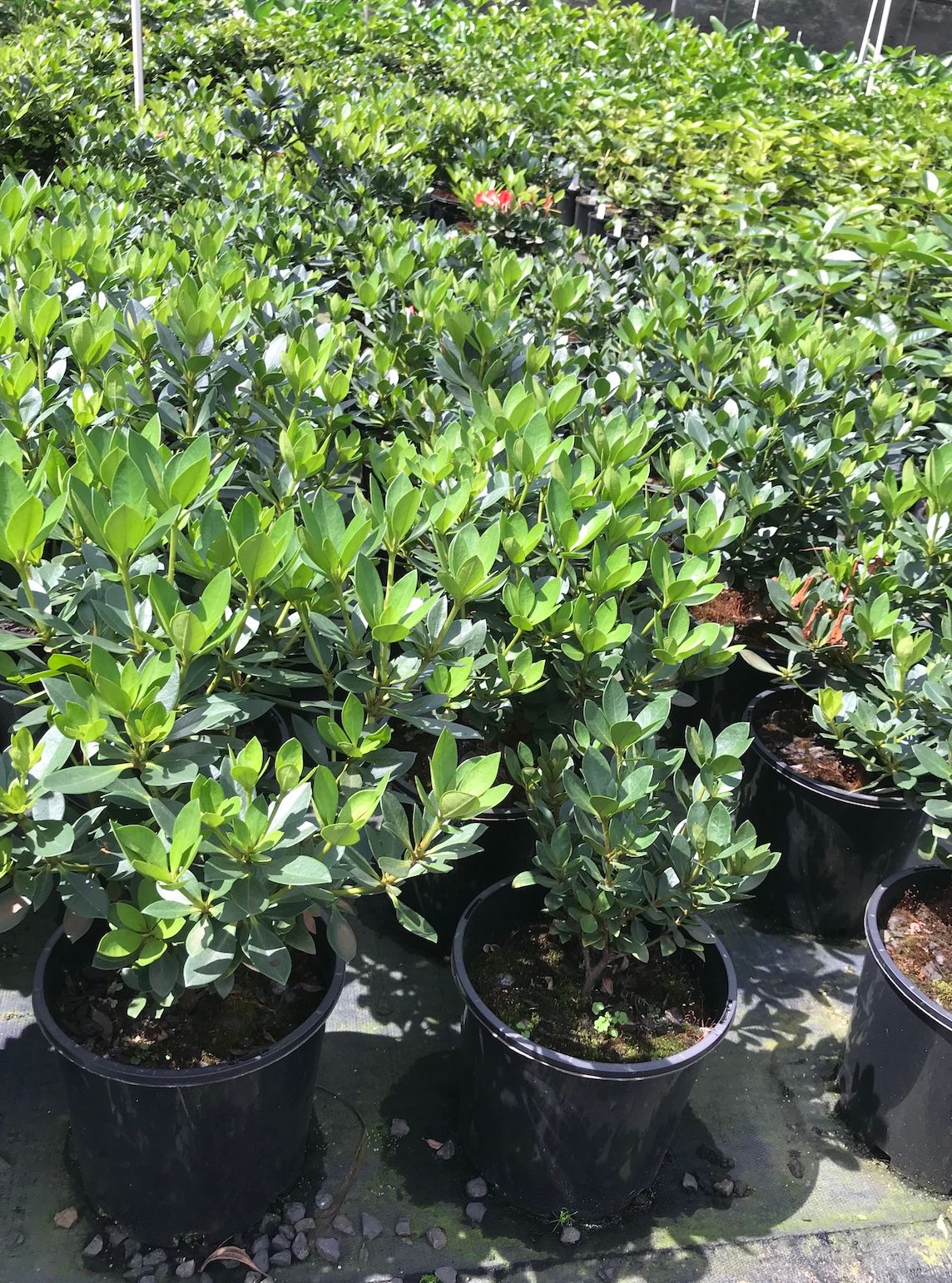 Gardenia augusta Florida, photo 2