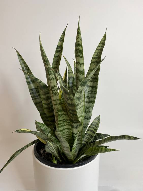 Sansevieria trifasciata, photo 3