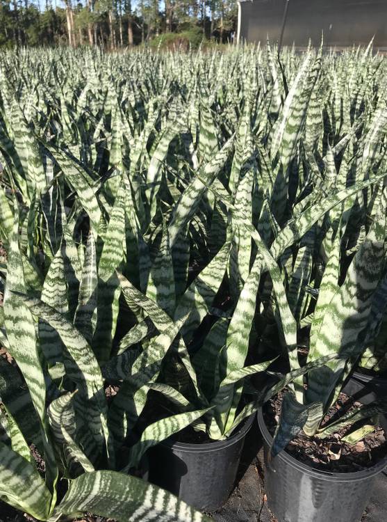 Sansevieria trifasciata, photo 4