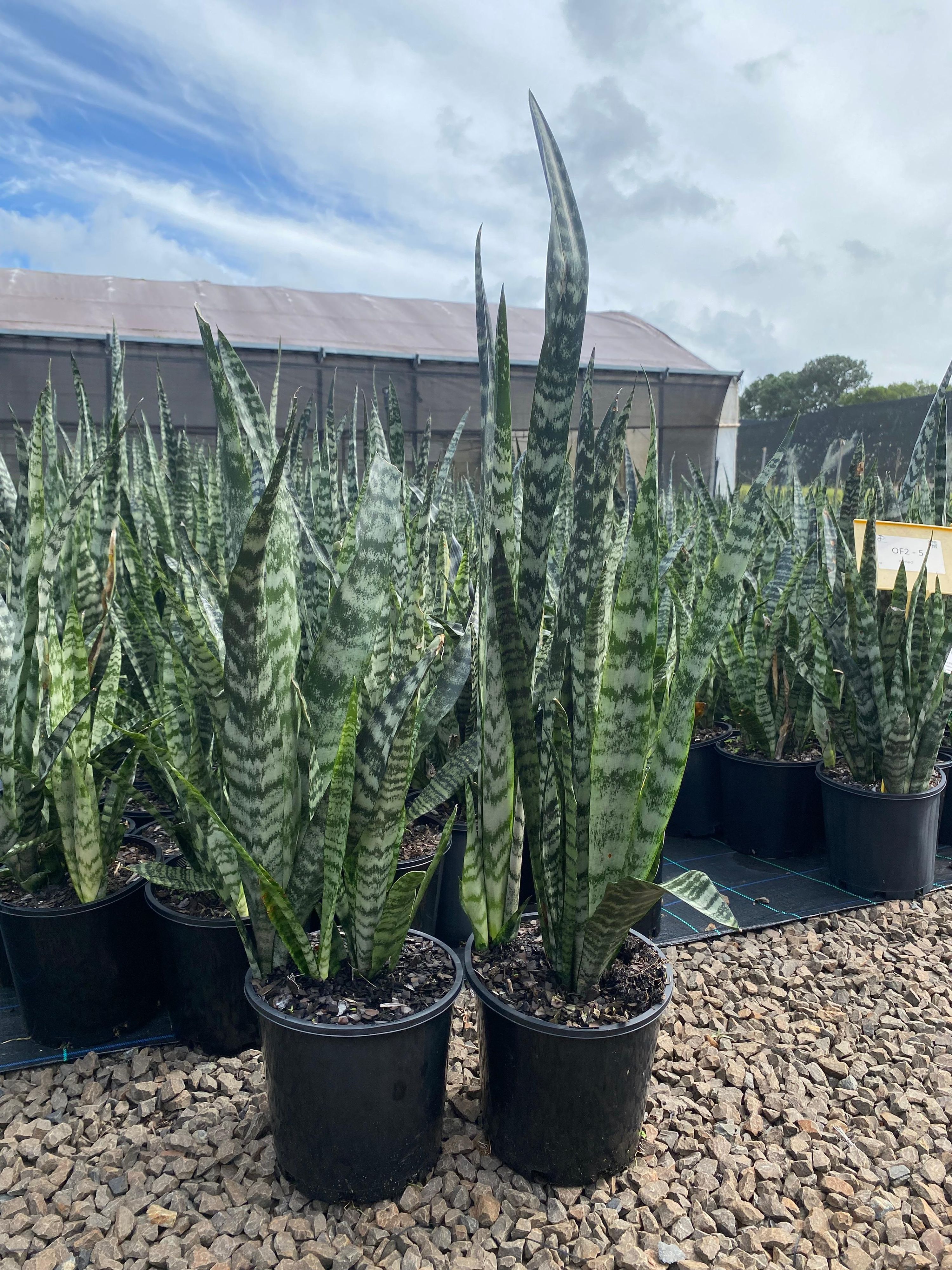 Sansevieria trifasciata, photo 8