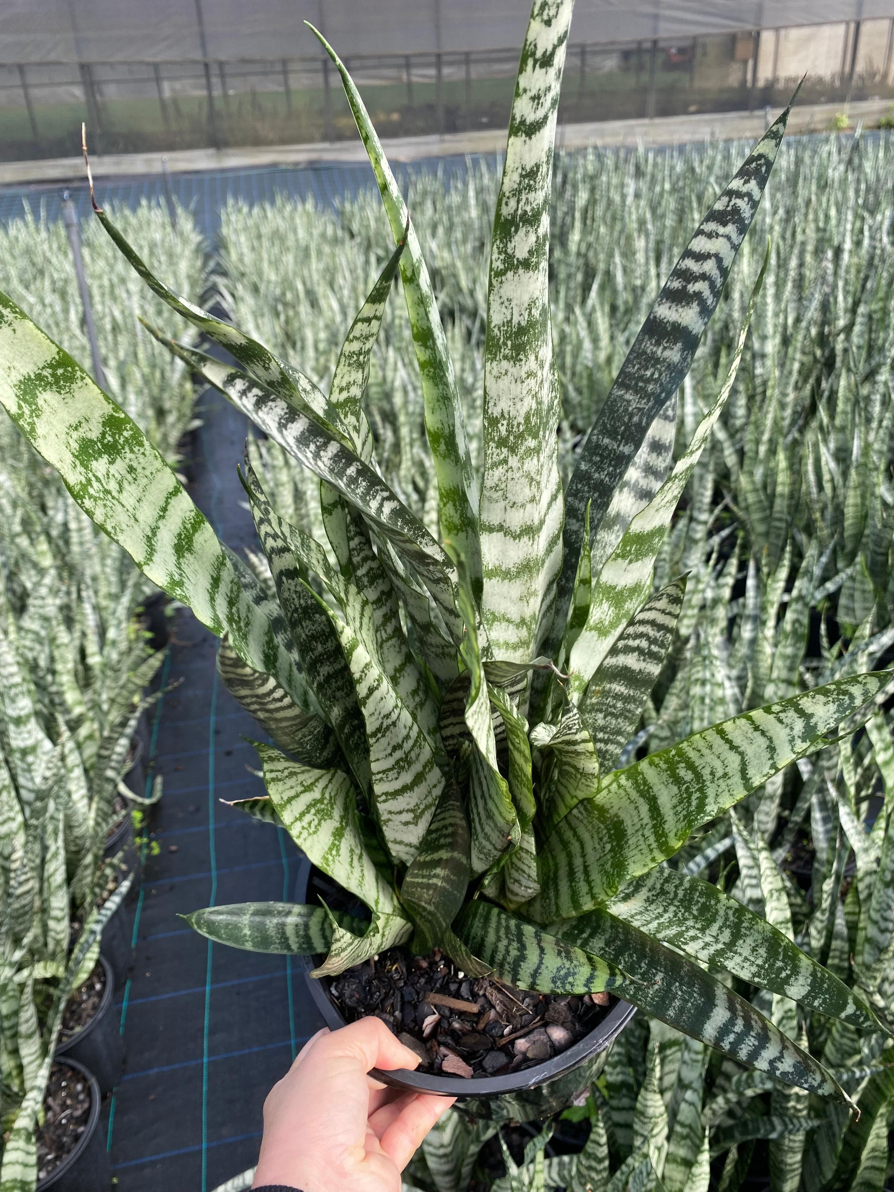 Sansevieria trifasciata, photo 7