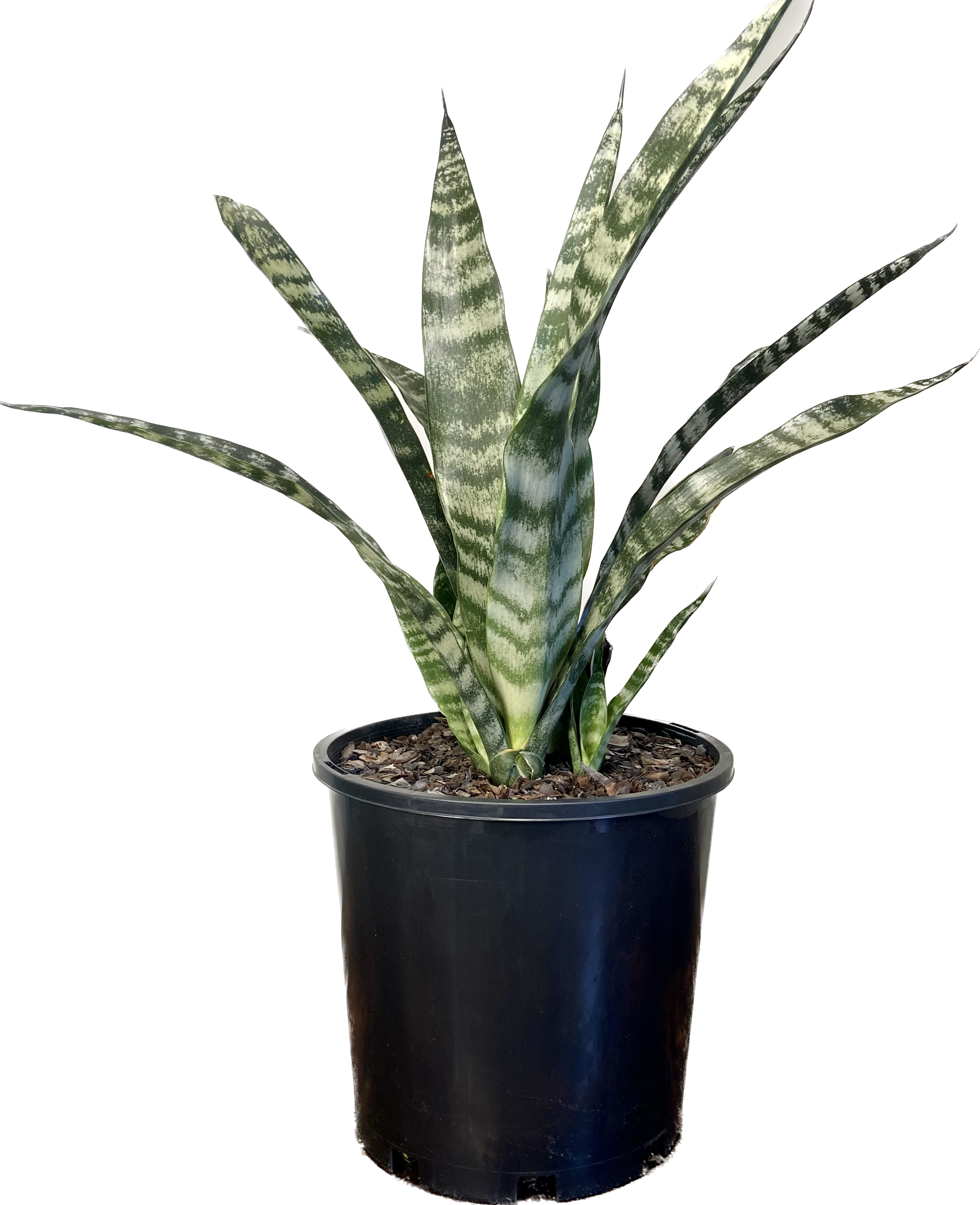 Sansevieria trifasciata, photo 5