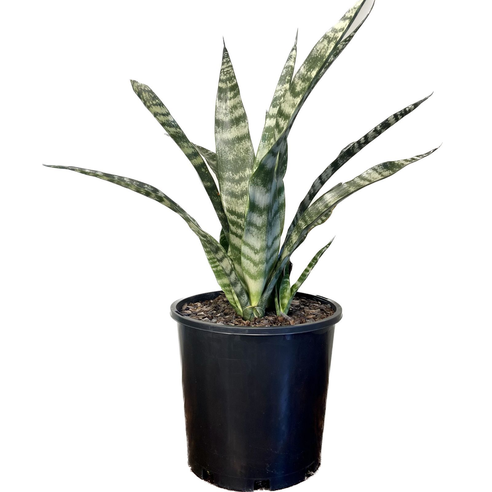 Sansevieria trifasciata, photo 6