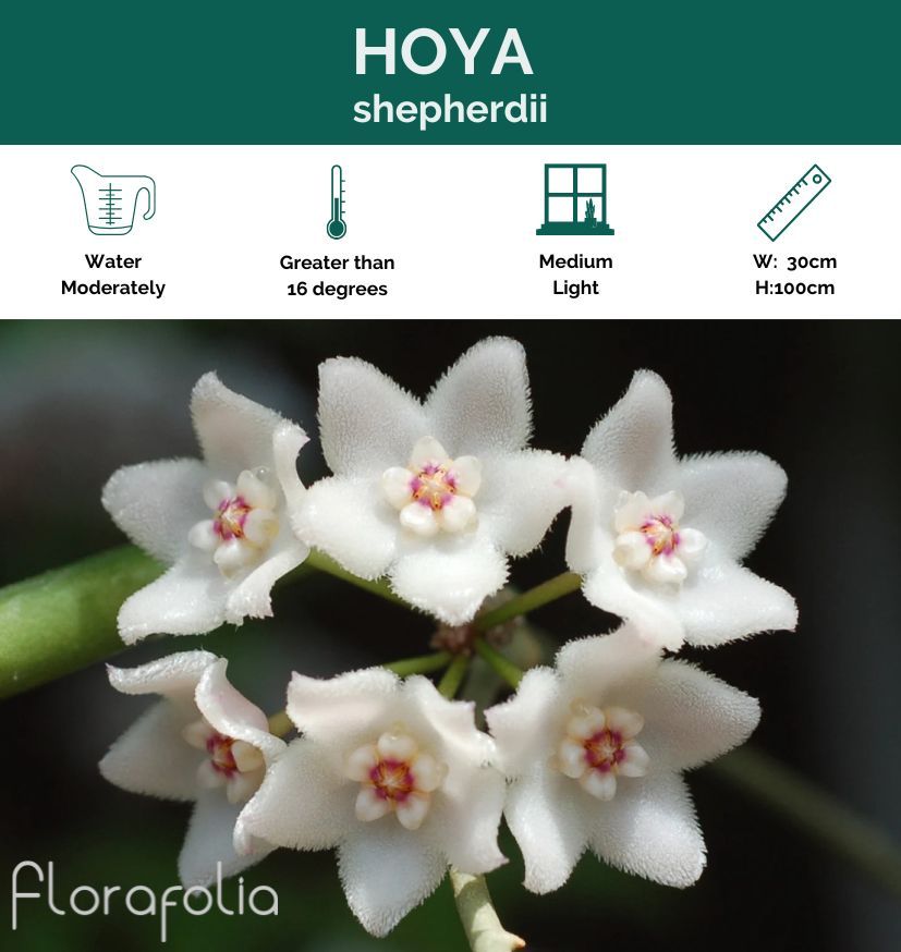 Hoya shepherdii, photo 4