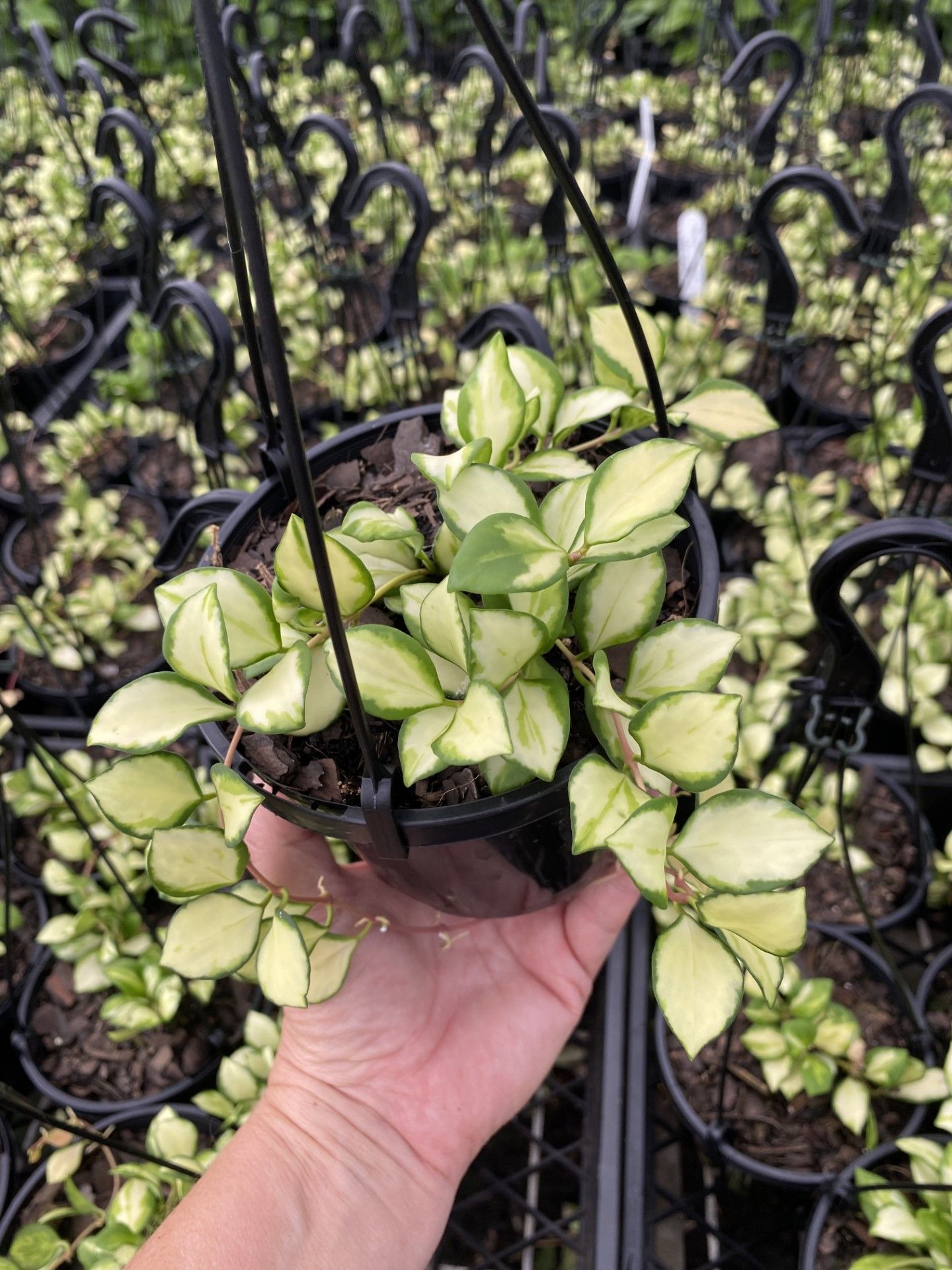 Hoya heuschkeliana Variegata grown at the nursery