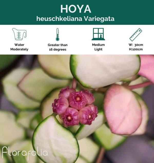 Hoya heuschkeliana Variegata, photo 2