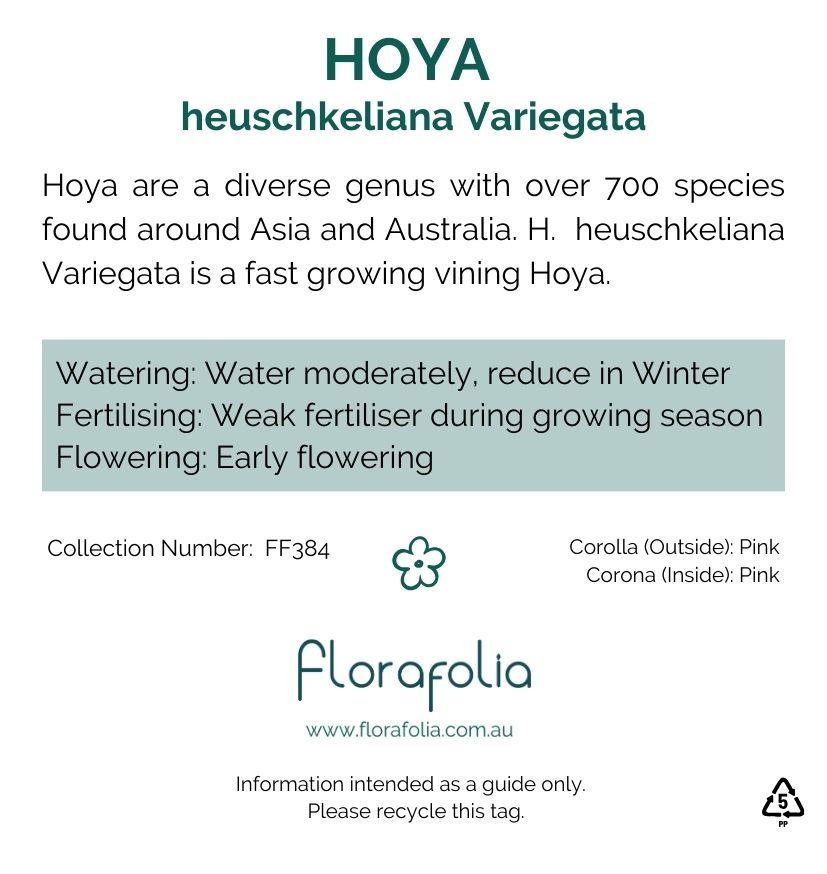 Hoya heuschkeliana Variegata, photo 3