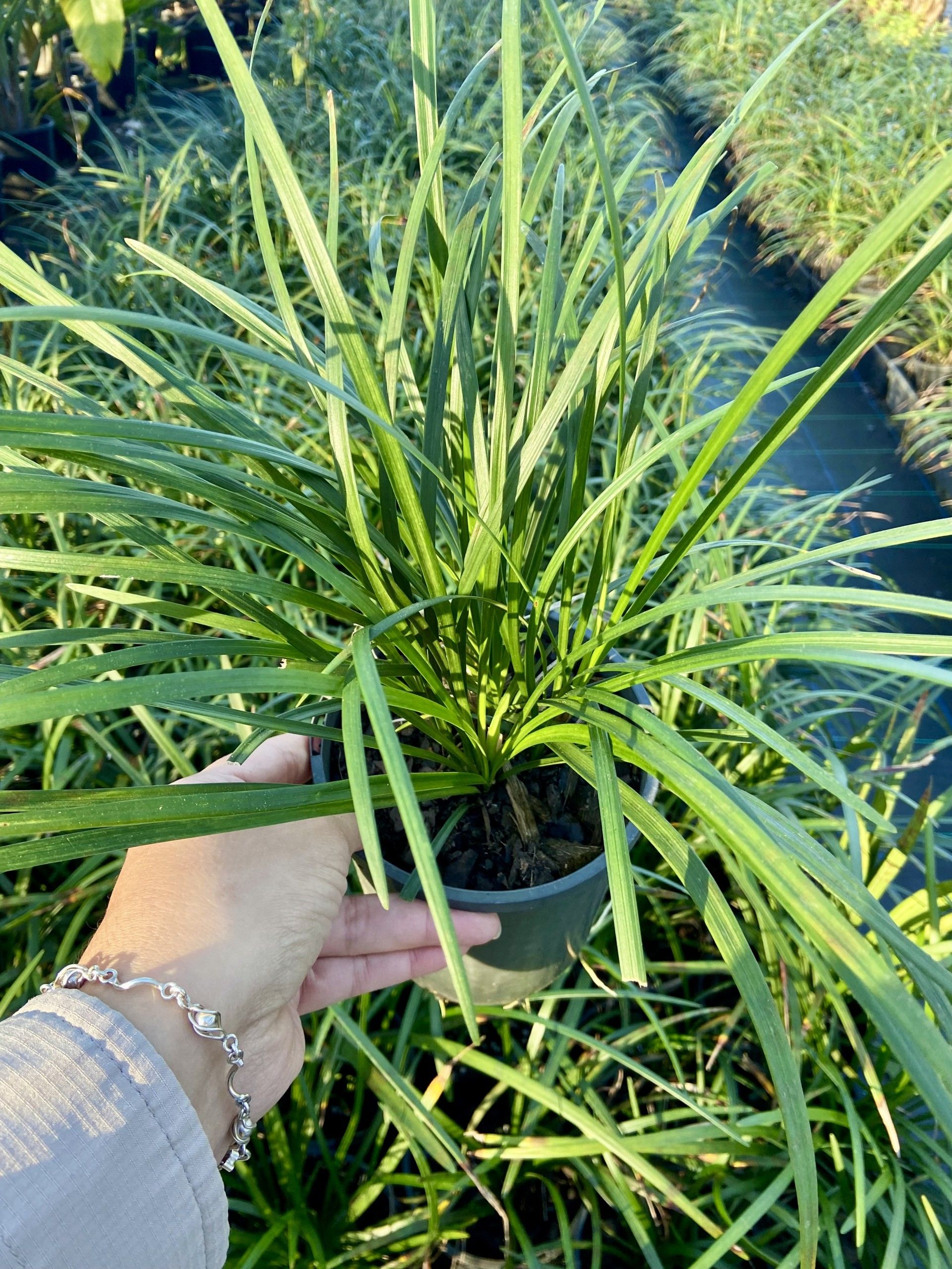 Liriope muscari Evergreen Giant grown at the nursery