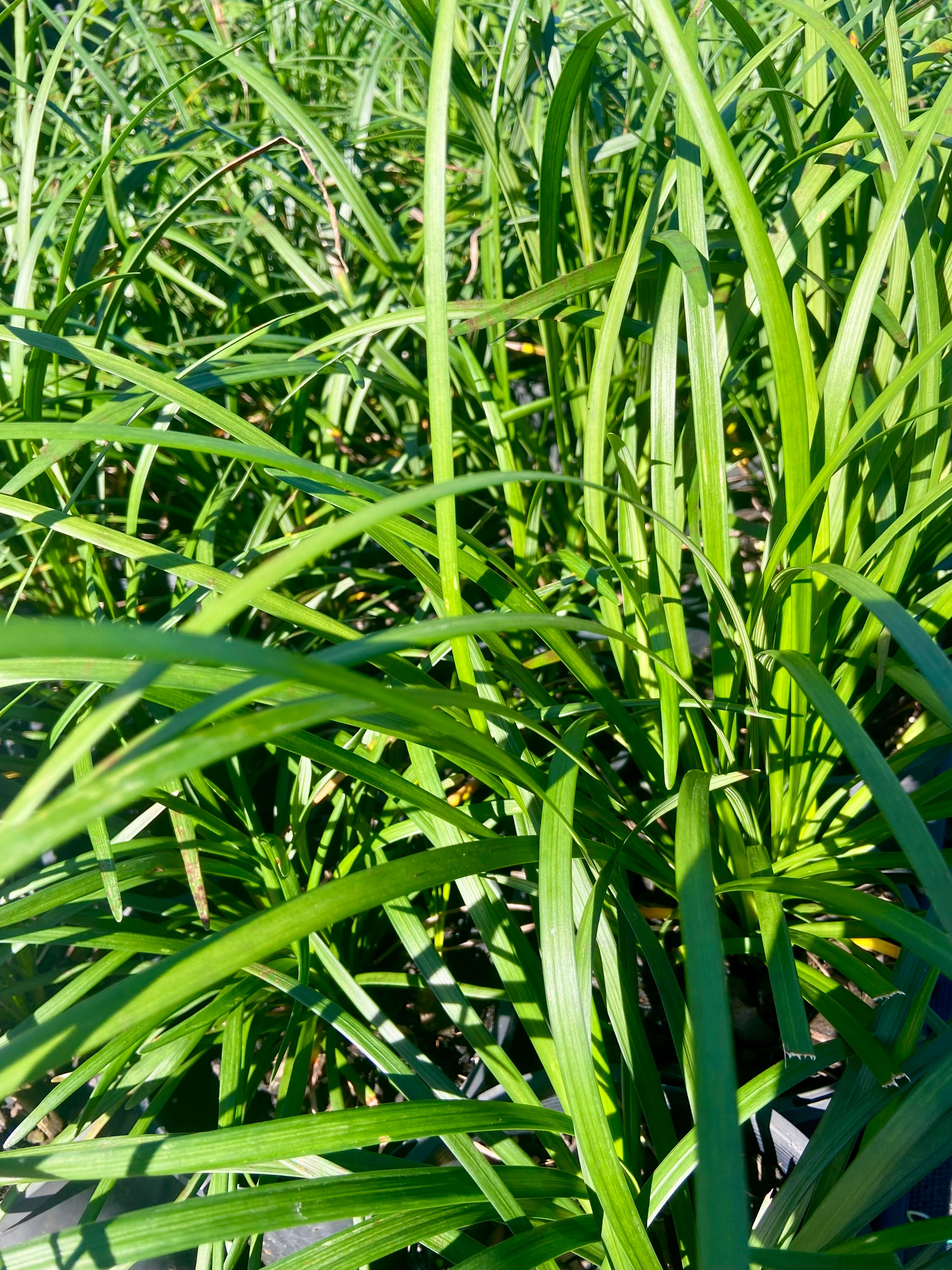 Liriope muscari Evergreen Giant, photo 2