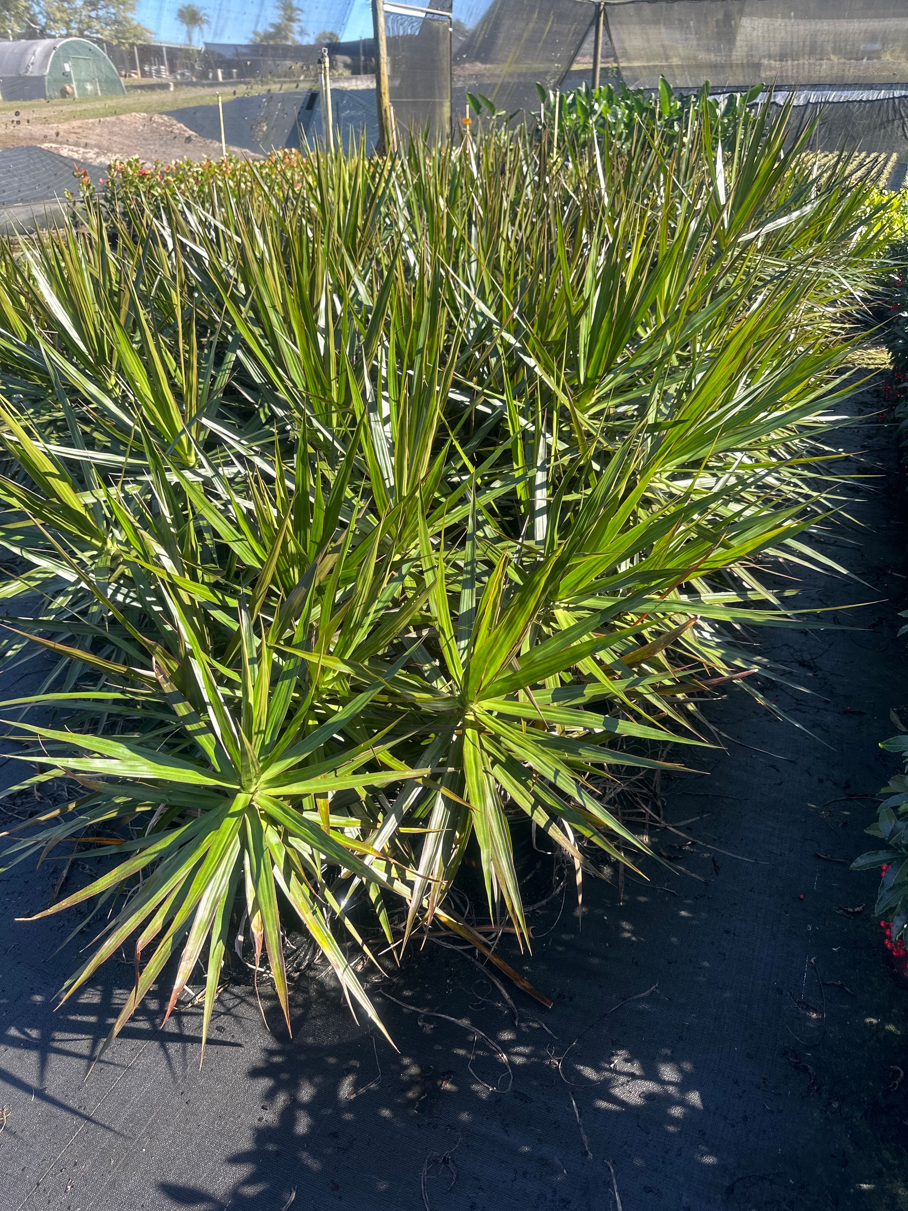 Dracaena marginata Black Knight, photo 2