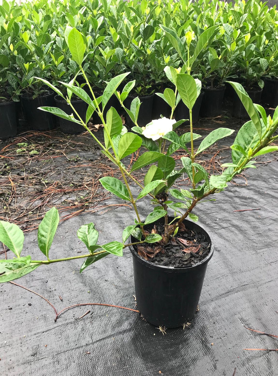 Gardenia augusta Radicans, photo 2