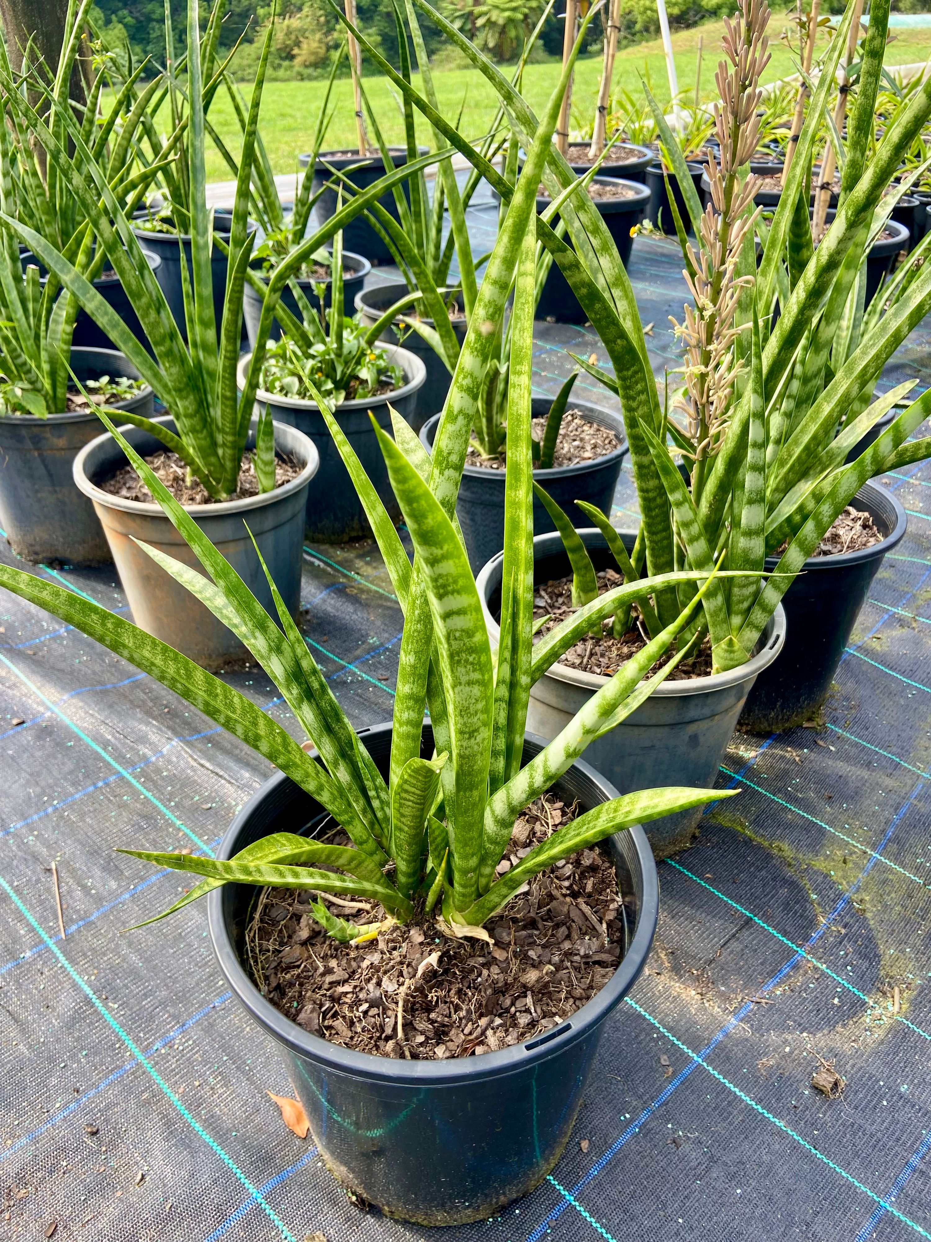 Sansevieria Parva Uganda grown at the nursery