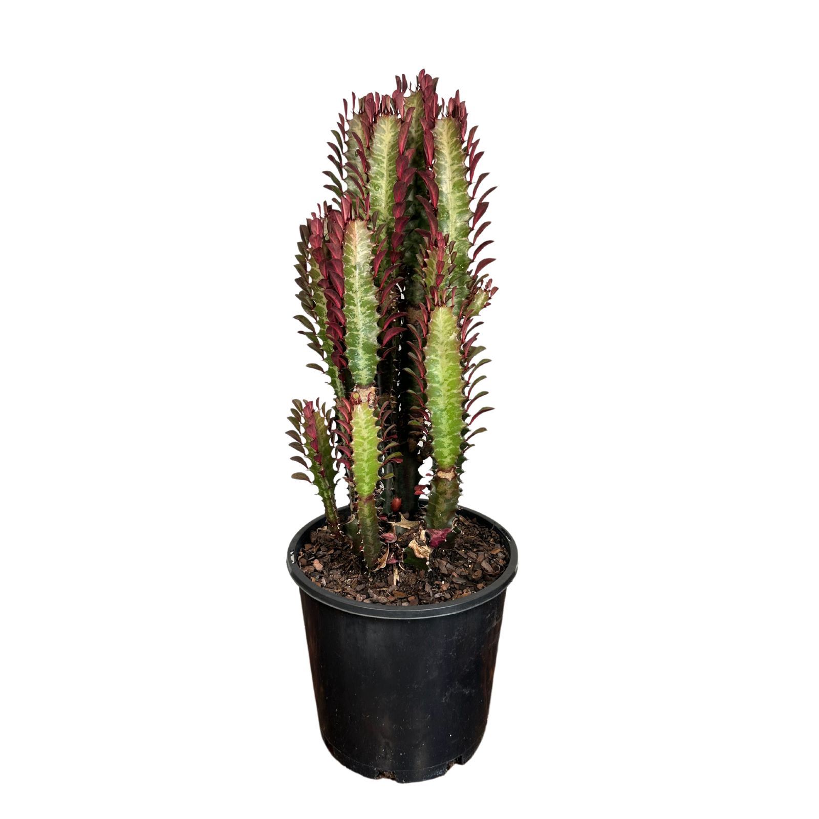 Euphorbia trigona Mixed, photo 6