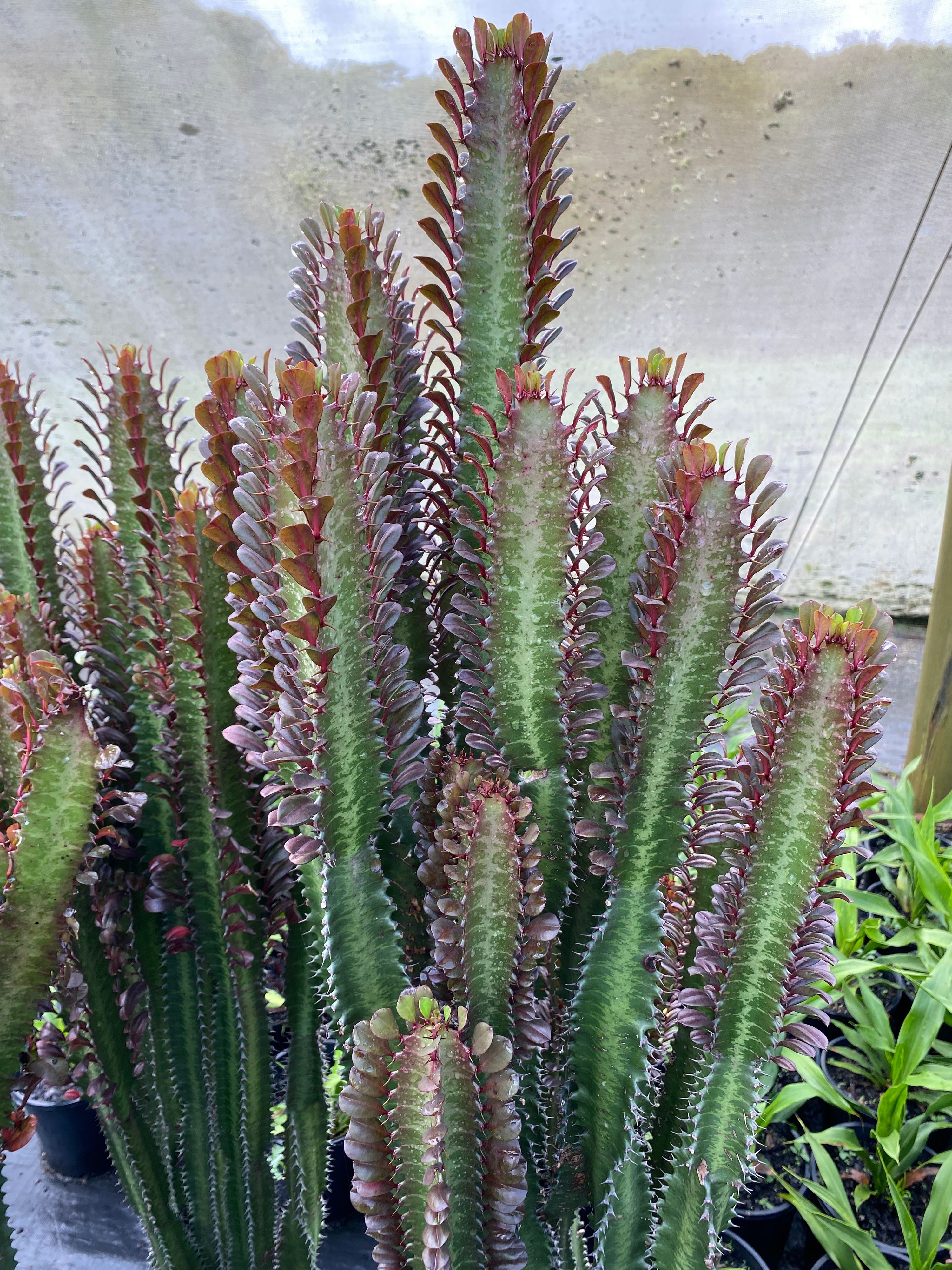 Euphorbia trigona Mixed, photo 7