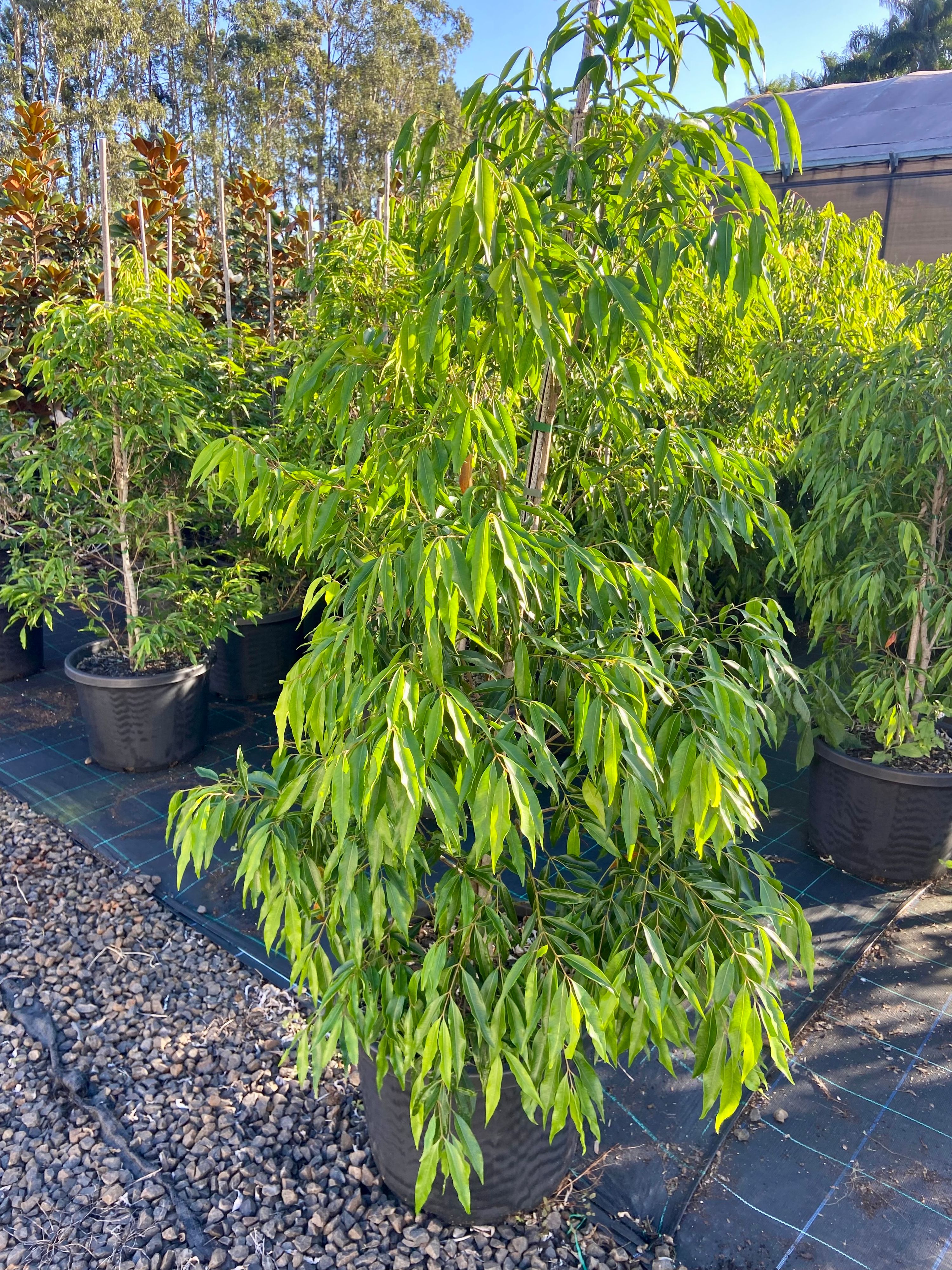 Waterhousia Florabunda grown at the nursery