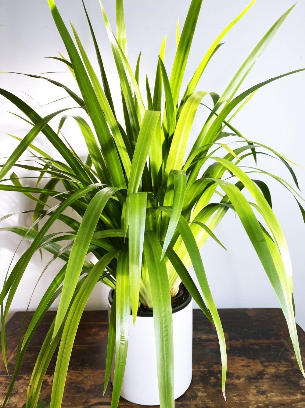 Neomarica gracilis Brazilian Walking Iris grown at the nursery