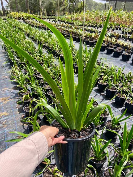 Neomarica gracilis Brazilian Walking Iris, photo 2