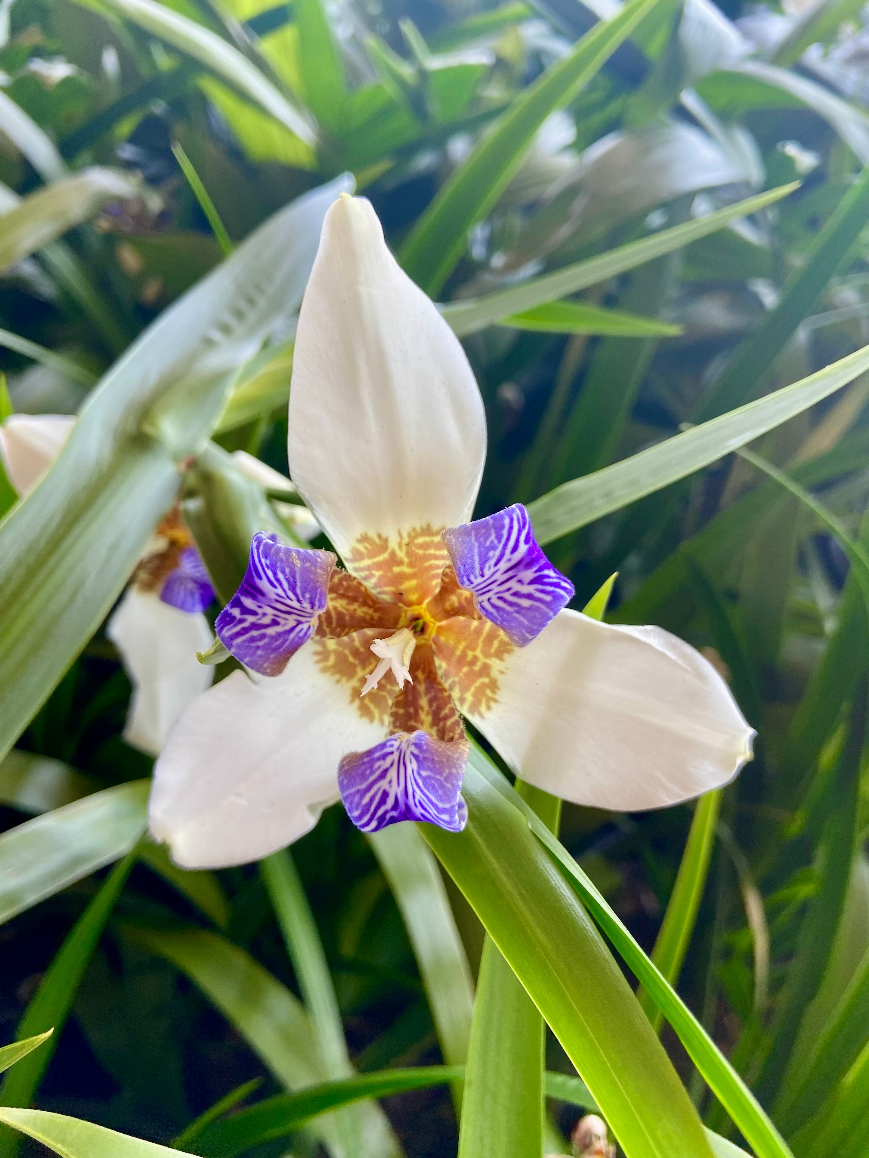 Neomarica gracilis Brazilian Walking Iris, photo 3