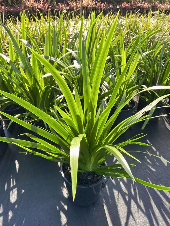 Neomarica gracilis Brazilian Walking Iris, photo 4