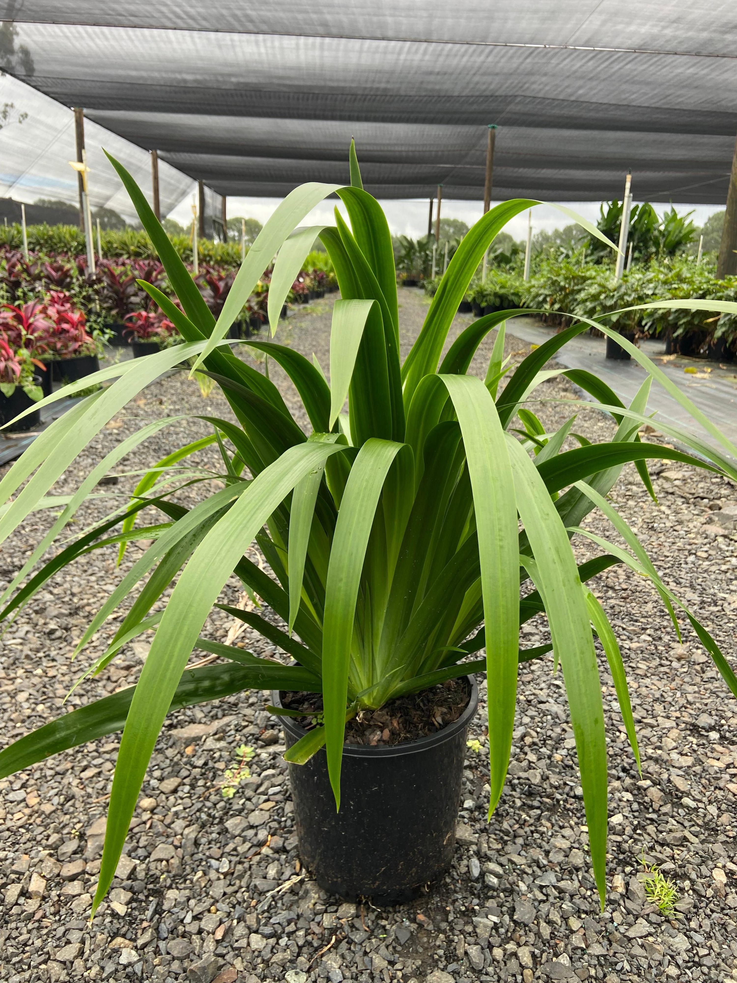 Neomarica gracilis Brazilian Walking Iris, photo 5
