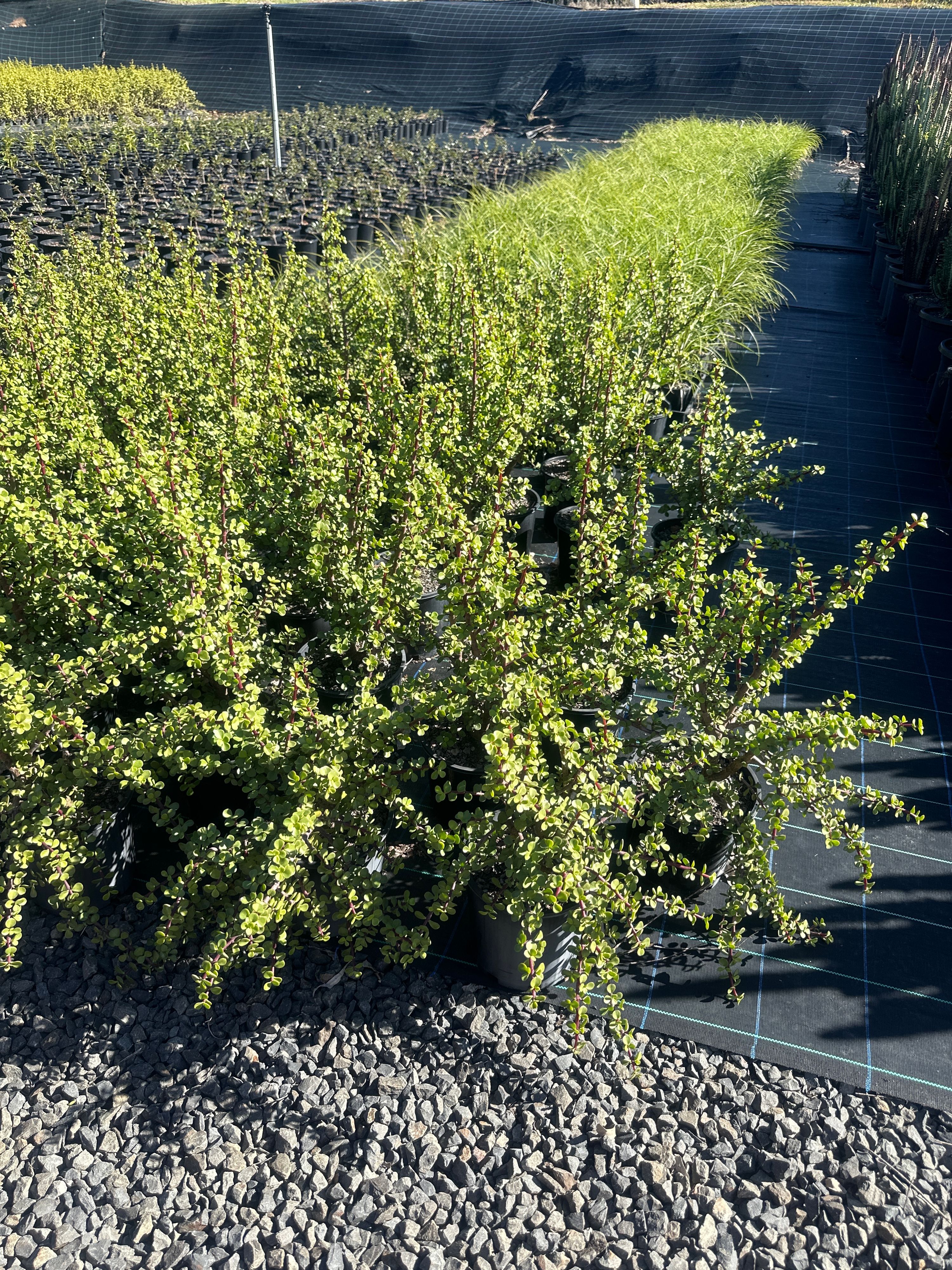 Portulacaria afra, photo 2