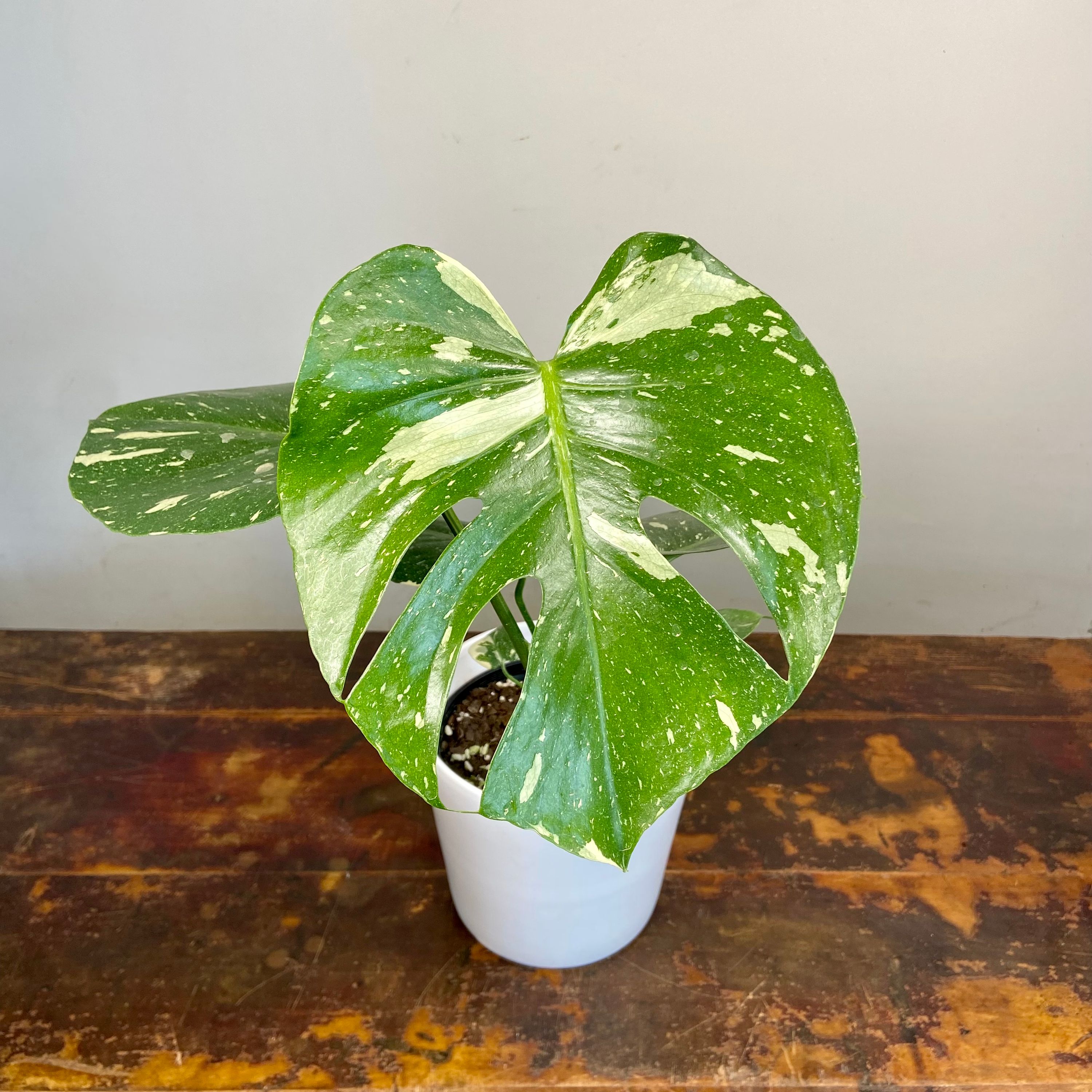 Monstera deliciosa variegata Thai Constellation, photo 7