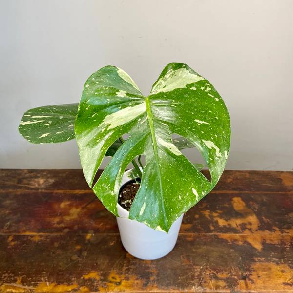 Monstera deliciosa variegata Thai Constellation, photo 7