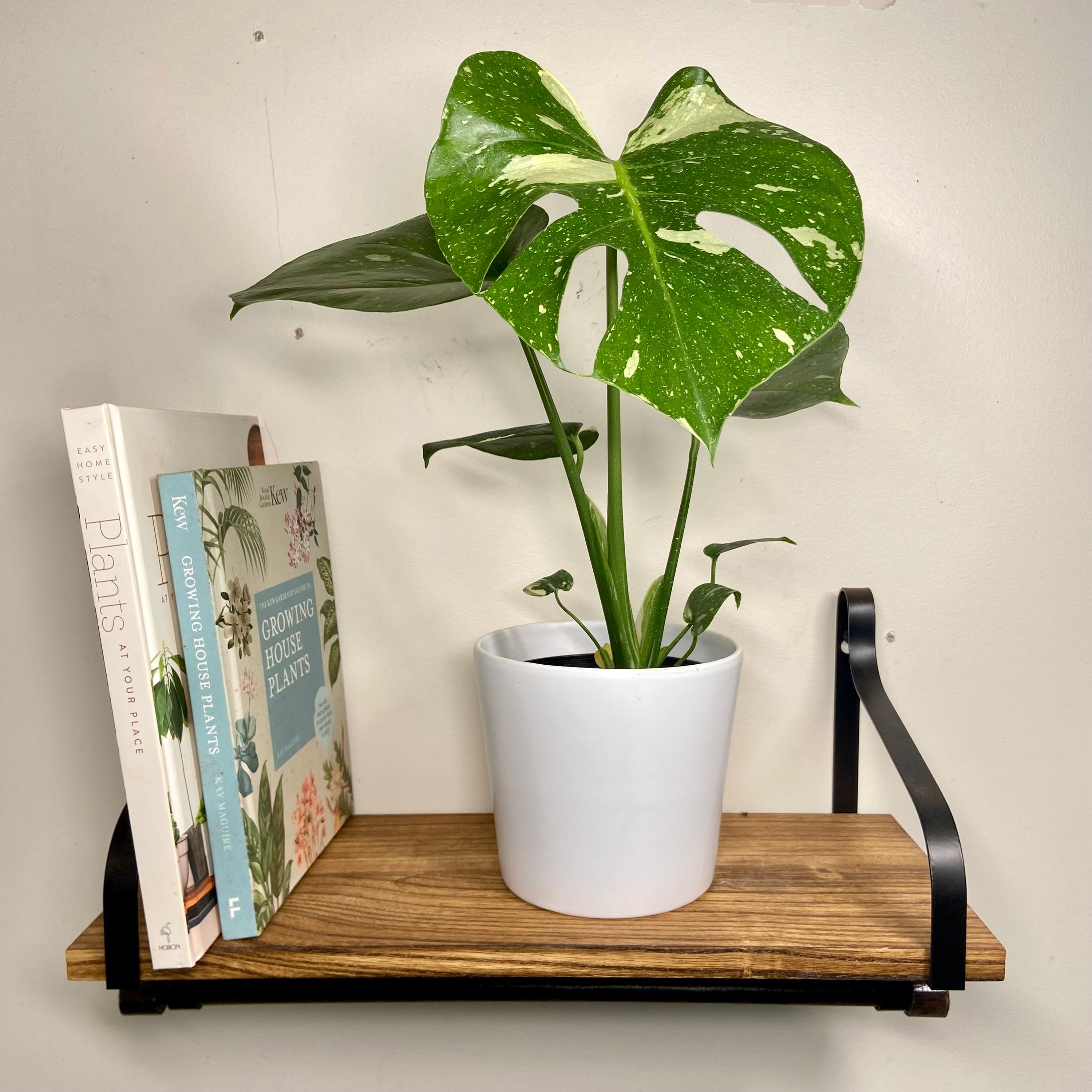 Monstera deliciosa variegata Thai Constellation, photo 8