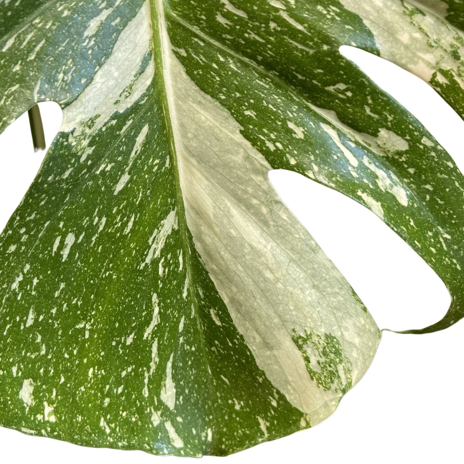 Monstera deliciosa variegata Thai Constellation grown at the nursery