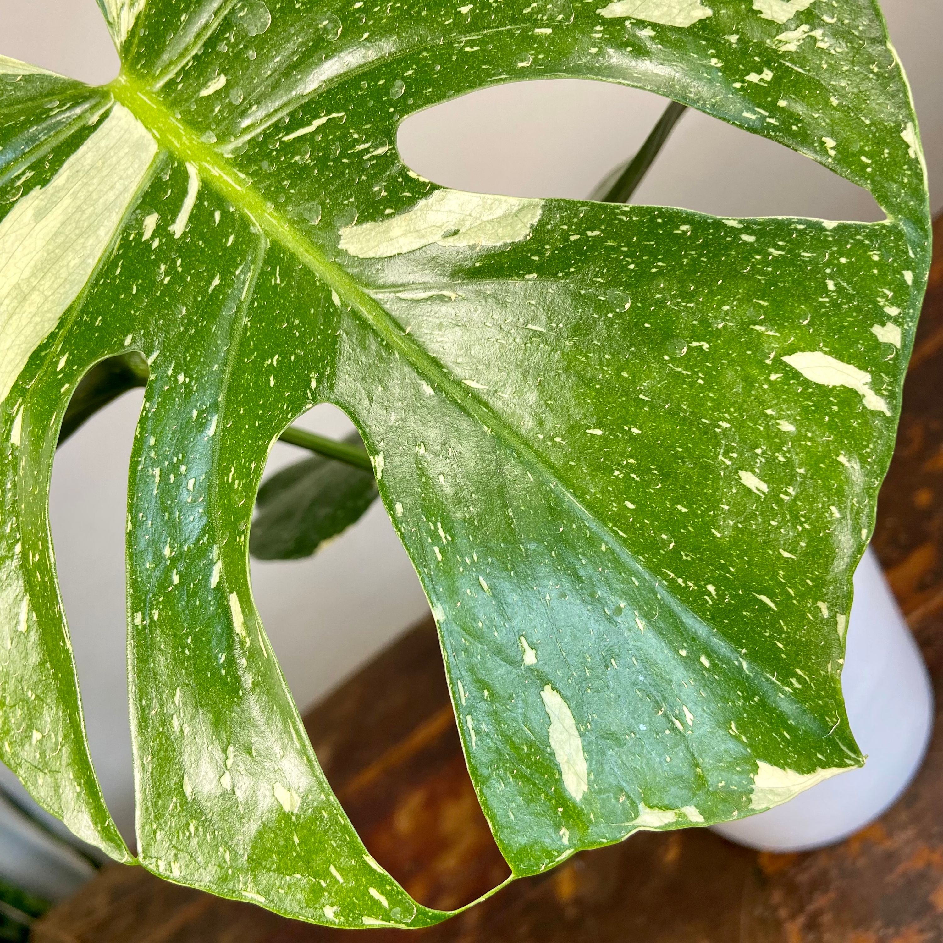 Monstera deliciosa variegata Thai Constellation, photo 2